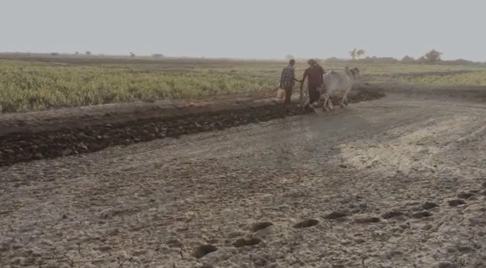 جمعية اللحية تدشن مشروع التوسع في زراعة الأراضي بمحاصيل الحبوب