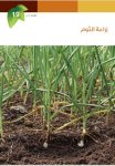 اساسيات زراعة الثوم