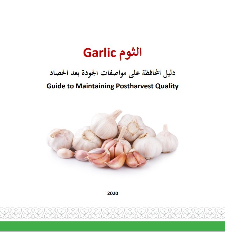 الثوم دليل المحافظة على مواصفات الجودة بعد الحصاد