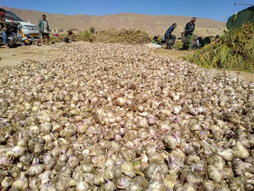 الثوم البلدي جودة و إنتاج يغطي السوق المحلية ( قطاع عمران)