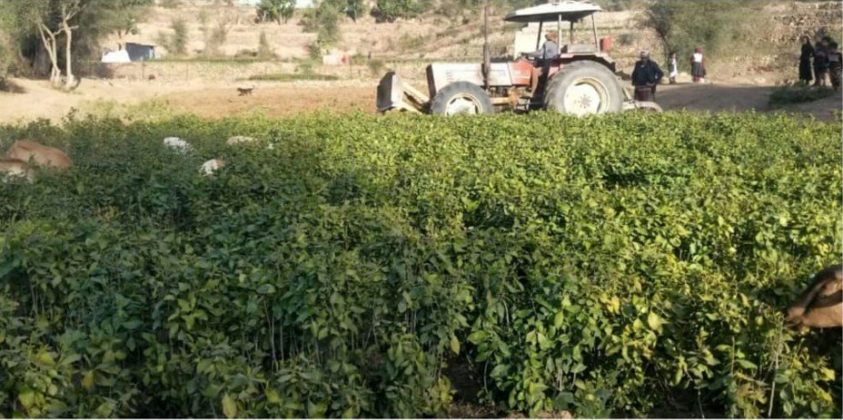 في جبل الشرق قلع شجرة القات واستبدالها بالقمح والبقوليات
