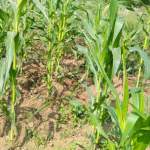 جمعية قفل شمر تتفقد زراعة محصول القمح