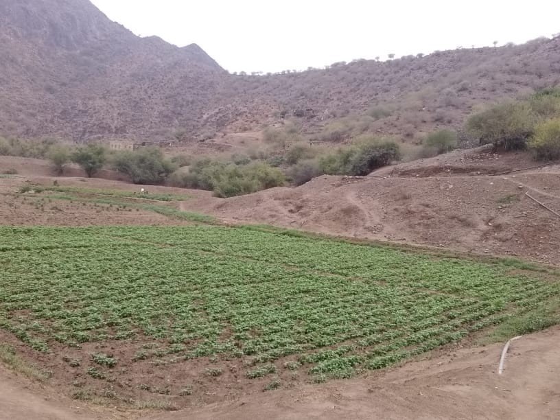 اول حقل تجريبي لزراعة الفاصوليا قرية المهامل عزلة بني الضبيبي مديرية الجبين محافظة ريمه
