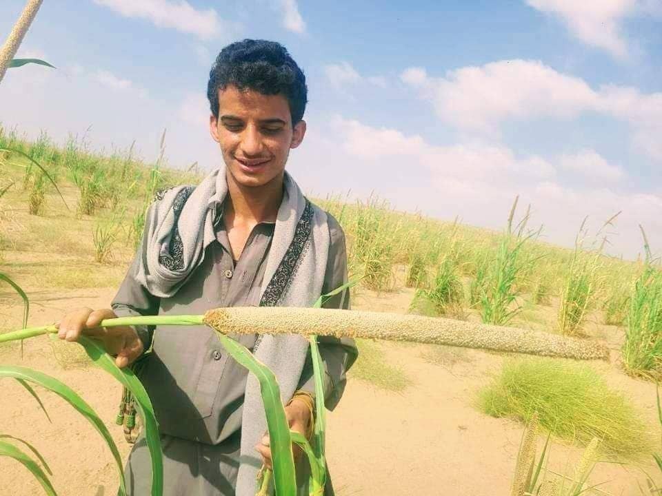 محصول الدخن إحدى ثمار مشروع زراعة الصحراء والكثبان الرملية