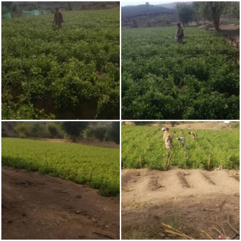 جمعية صوير تتفقد مزارع الطماطم في منطقة المثمار