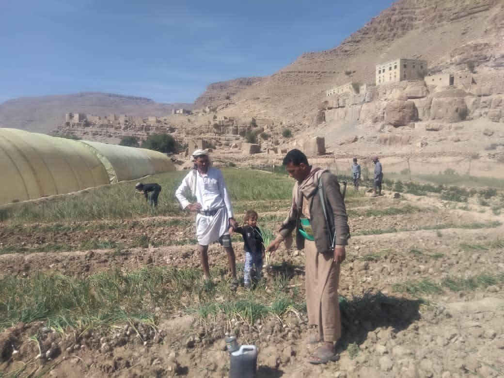 جمعية ذيبين تتابع عملية إنتاج محصول الثوم