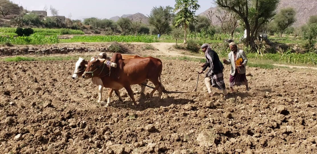 تدشين موسم زراعة الذرة الشامية بعزلة الجميحة بمديرية جبل الشرق