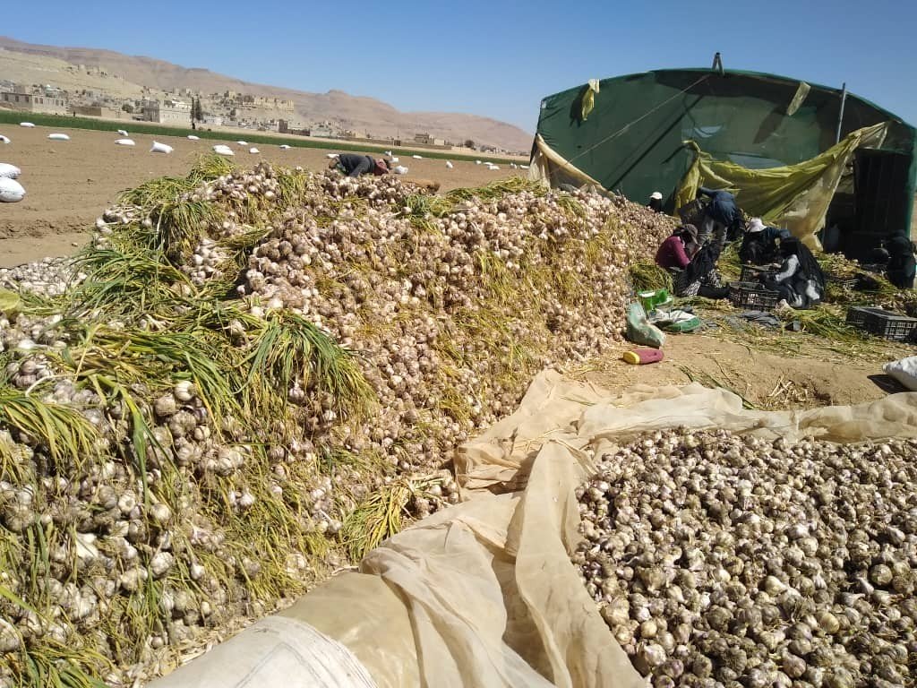 مشاركة المرأة اليمنية في التعاونيات وإنتاج محصول الثوم