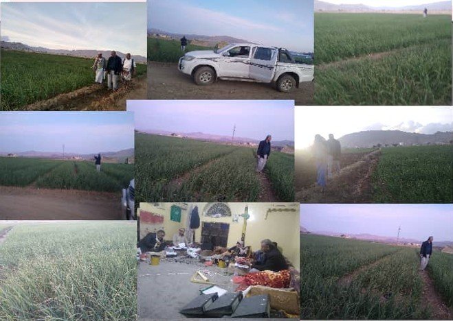 التلال وجمعية البون الشمالي تتفقدان مزارع الثوم بنظام الزراعة التعاقدية