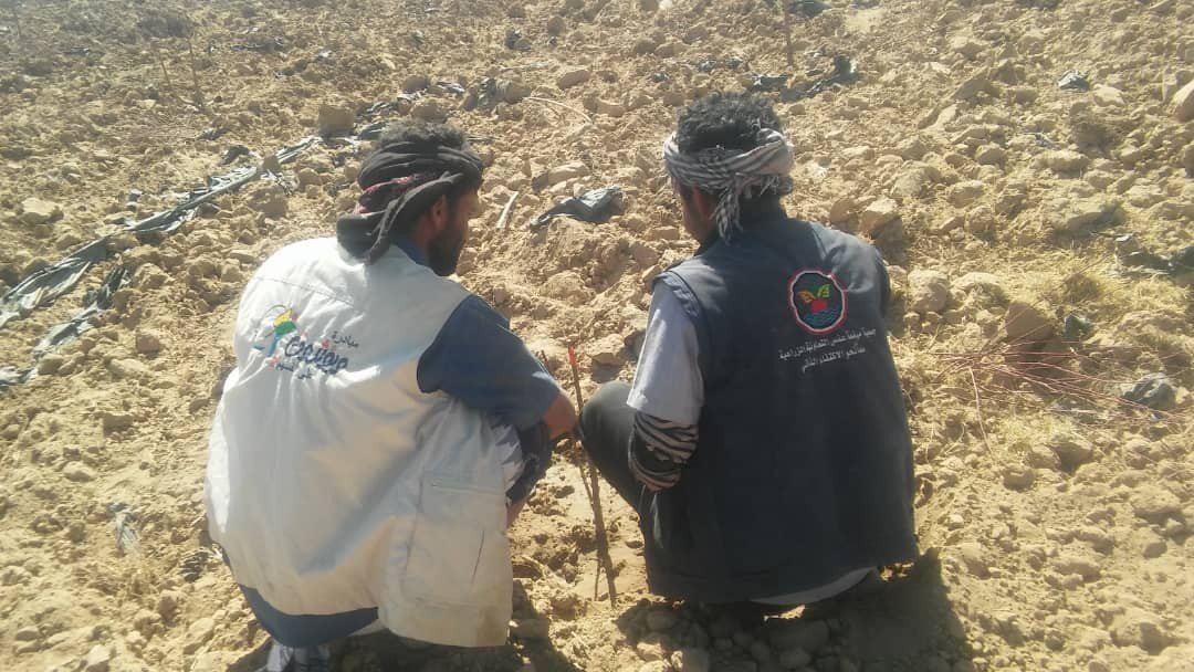 جمعية ميفعة عنس تطعم 400 شجرة فواكه