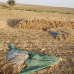 فيديو حصاد القمح في مديرية مجزر محافظة مارب