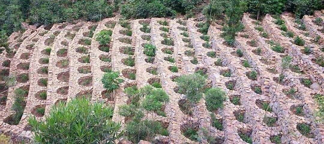 نمط هندسي في زراعة البن في مديرية الجعفرية بني سعيد ريمة