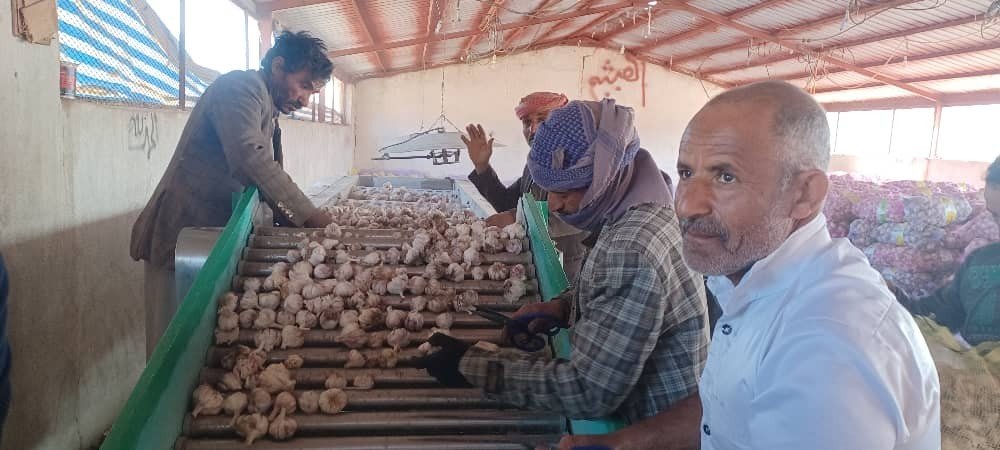 جمعية البون الشمالي تتابع عملية حصاد وتجفيف الثوم ضمن برنامج الزراعة التعاقدية