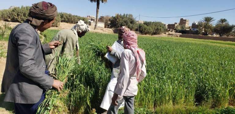 فريق إرشاد زراعي يتفقد مزارع القمح في مديريتي الصفراء وسحار بصعدة