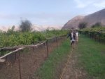 جمعية ذيبين تدشن مكافحة مرض الزغبي في محاصيل العنب جمعية ذيبين تدشن مكافحة مرض الزغبي في محاصيل العنب
