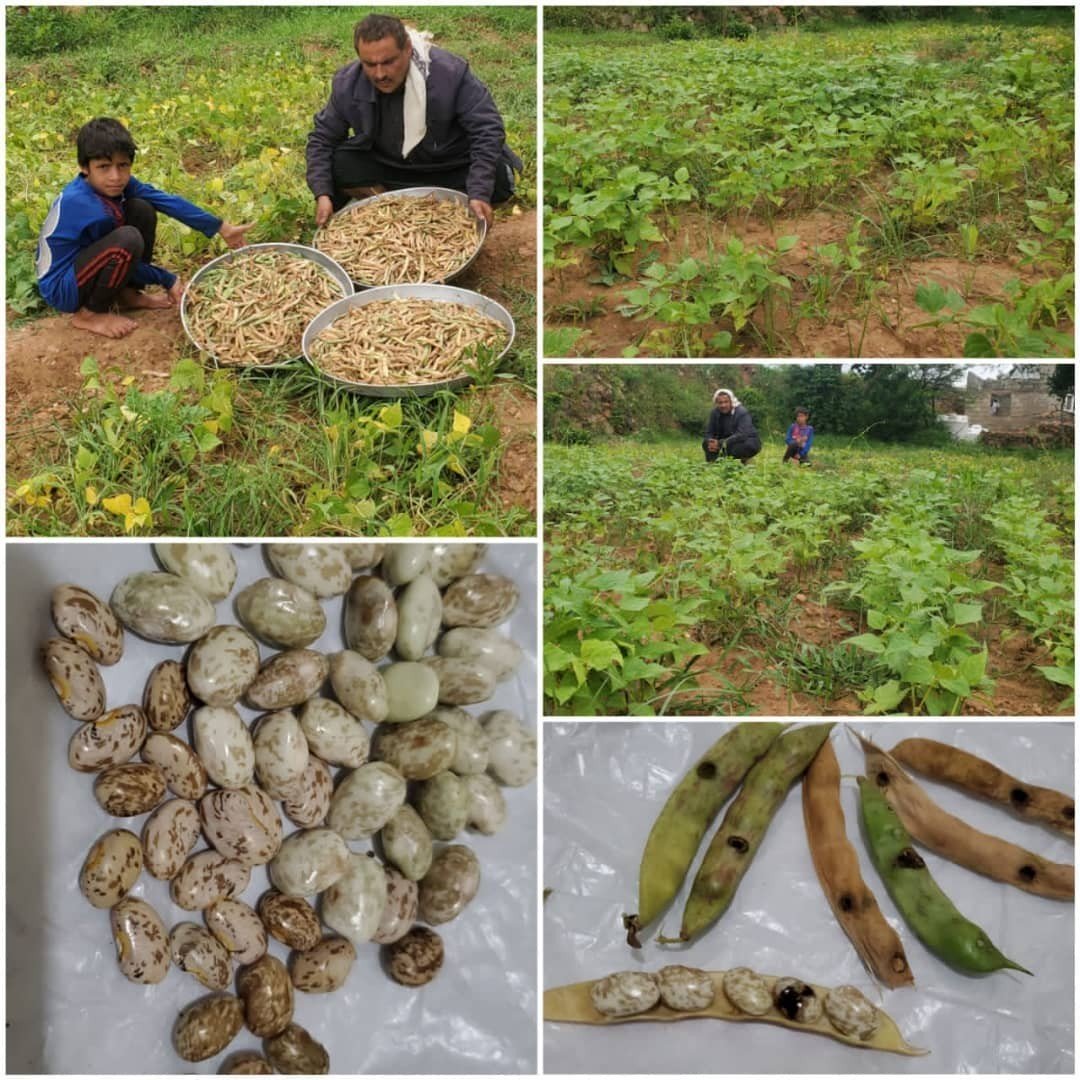 نجاح زراعة البقوليات في عزلة غالبي وربيعي بالرجم