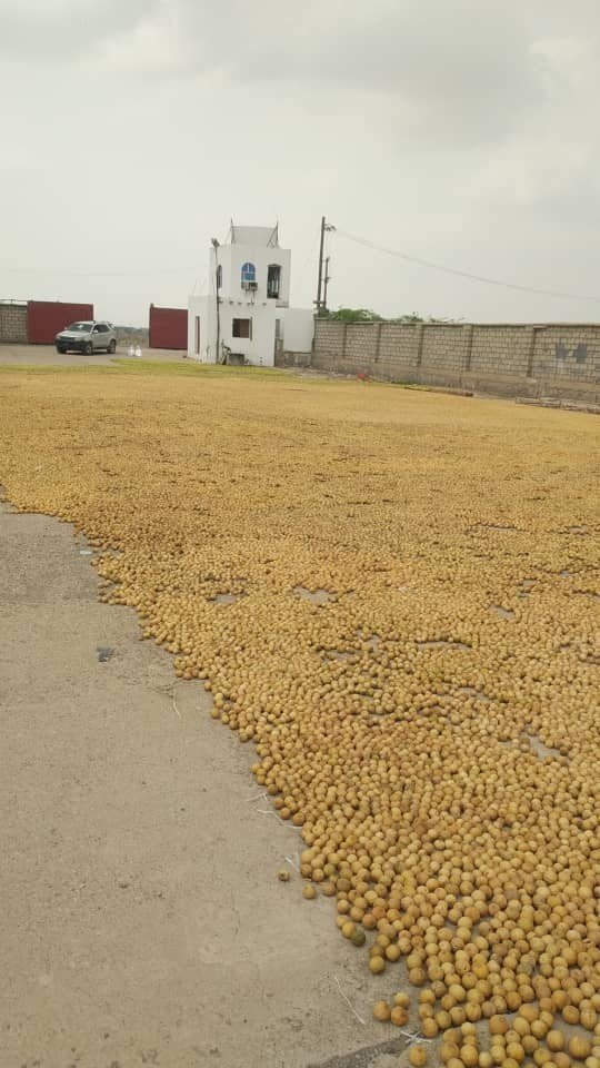 جمعية البلدة الطيبة تجفف أطنان من محصول الليمون الأخضر