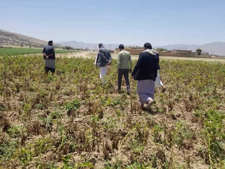 جولة تحضيرية لتوريد محصول البطاطس عبر جمعية البون الشمالي