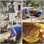 جمعية بعدان تتفقد مناحل المزارعين وتشخص واقع تربية النحل في المديرية جمعية بعدان تتفقد مناحل المزارعين وتشخص واقع تربية النحل في المديرية
