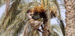 تمور المدمن صنف " ثعل" مديرية التحيتا