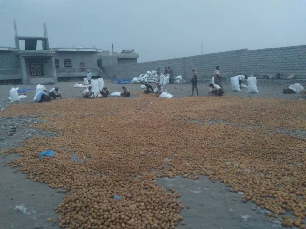ليمون مجفف مديرية التحيتا بالحديدة