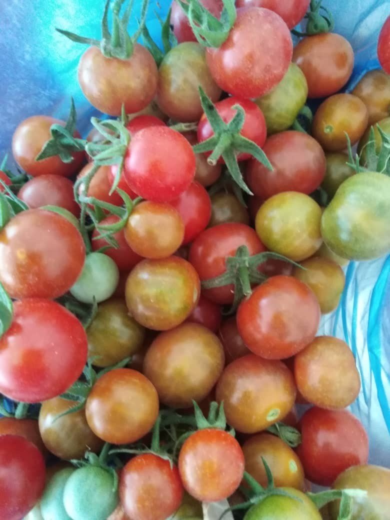 بندورة يمنية