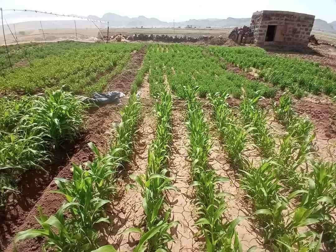 نجاح التجارب الحقلية التجريبية في زراعة الذرة الرفيعة والشامية بميفعة عنس