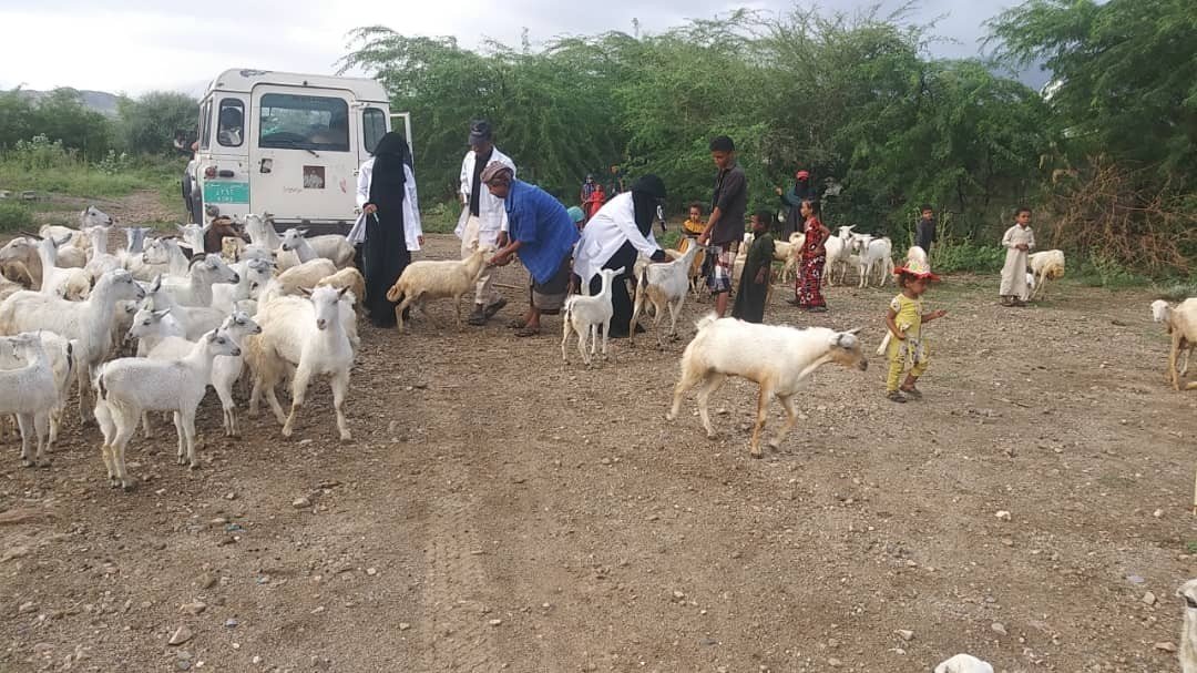 عبر جمعية قفل شمر متابعة حملة تطعيم المواشي في عزل وقرى المديرية