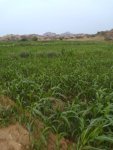 مديرية حرض بعد استصلاح الأراضي الزراعية