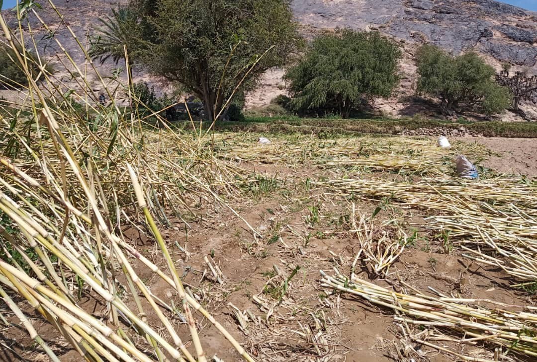 موسم حصاد الذرة الرفيعة (البيضاء) مديرية العبدية مارب