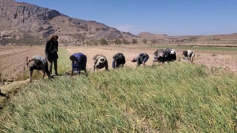 جمعية القطاع الشرقي بصنعاء تدشن حصاد الثوم لموسم الصيف بجبل اللوز الطيال