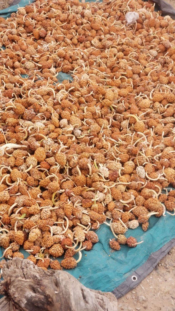 تدشين حصاد الذرة الرفيعة في مديرية بلاد الروس بصنعاء