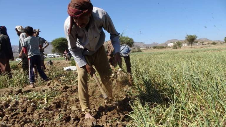 تدشين حصاد محصول الثوم بعزلة الضباينة بمديرية سنحان