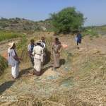 جمعية قفل شمر تدشن حصاد الأرز البلدي