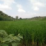 جمعية قفل شمر تدشن حصاد الأرز البلدي