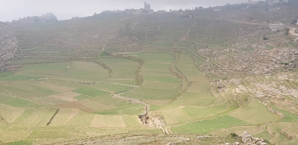 ￼￼￼￼ جمعية جبل المحويت تفقد الزراعة للموسم الشتوي لمحصول البقوليات والقمح