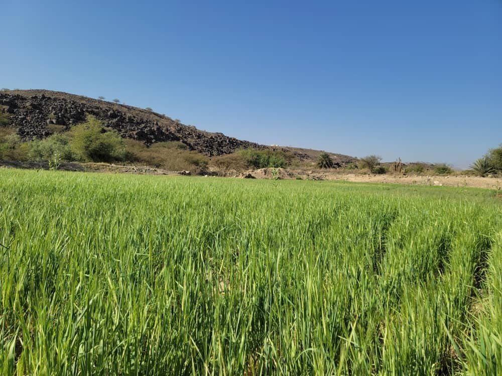 نزول ميداني للاطلاع على حقول المزارعين بمديرية صرواح بمحافظة مأرب