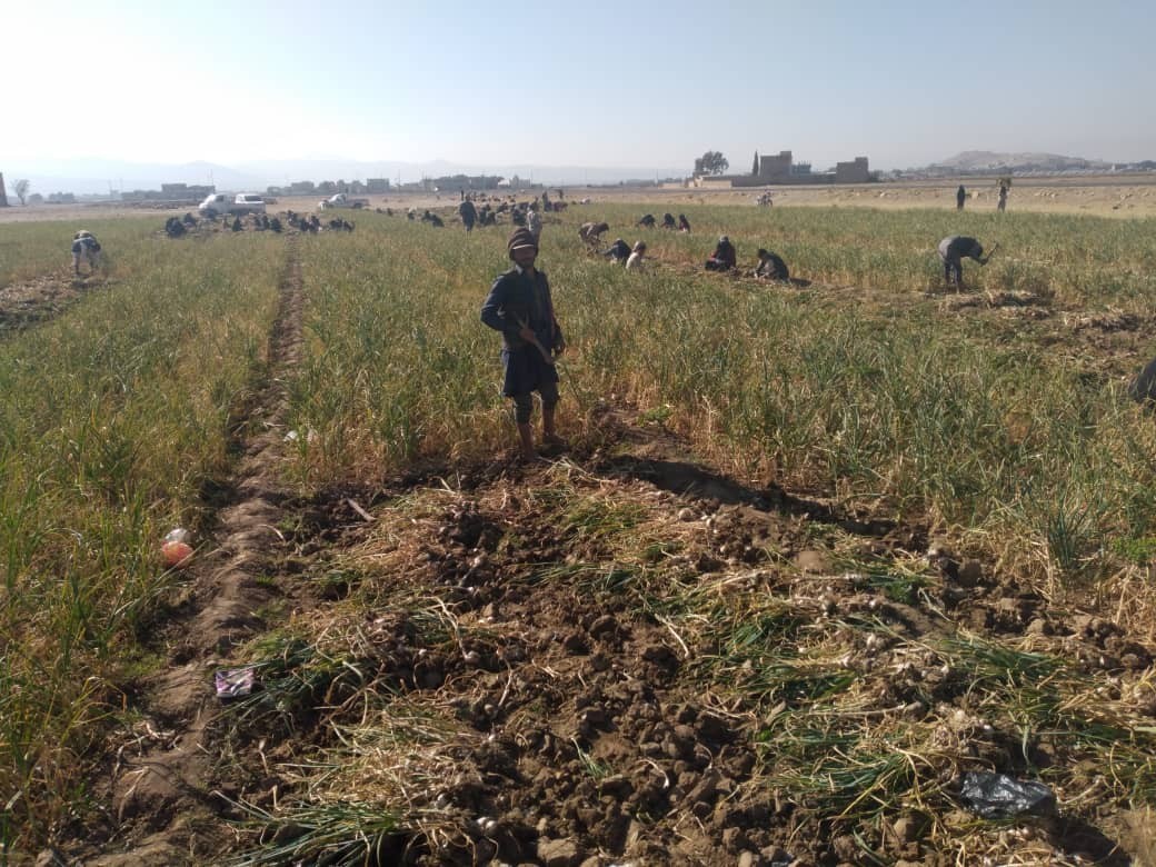 جمعية البون الشمالي تدشن حصاد الثوم لهذا العام 1445هـ