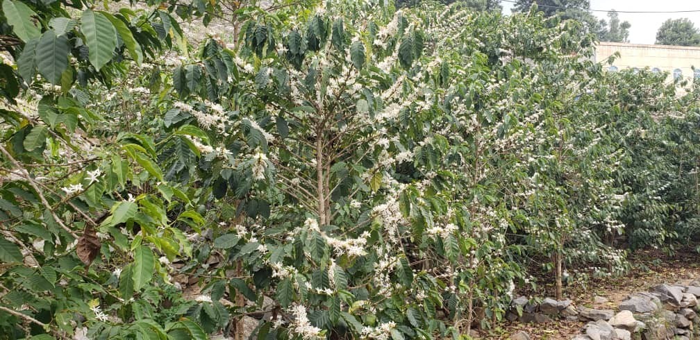 جمعية جبل المحويت تنفذ زيارة إلى مزارع البن، والمزارعون يطالبون بالتسويق