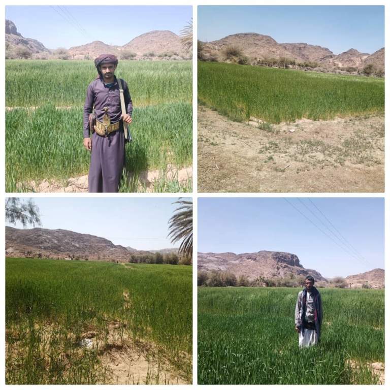 تفقد الحقول الزراعية في مديرية العبدية محافظة مأرب