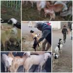 الجمعية النموذجية بيريم تواصل عملية شراء الماشية والتسليم لأسر الشهداء