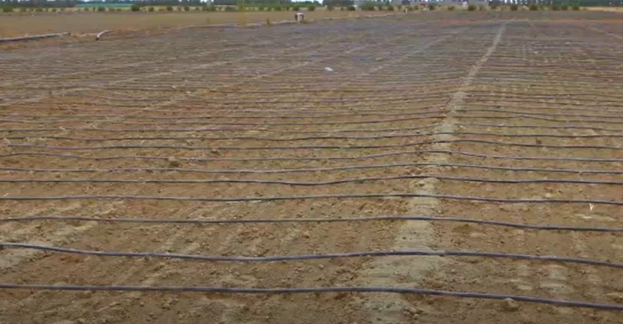 نجاح زراعة القمح بنظام الري بالتقطير - بمحافظة الجوف