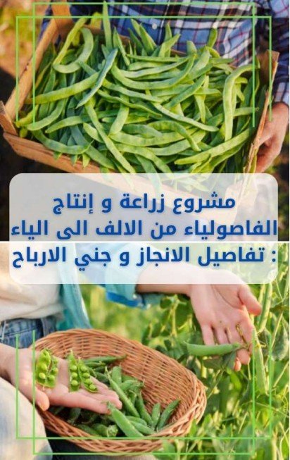 تفاصيل إنتاج الفاصوليا