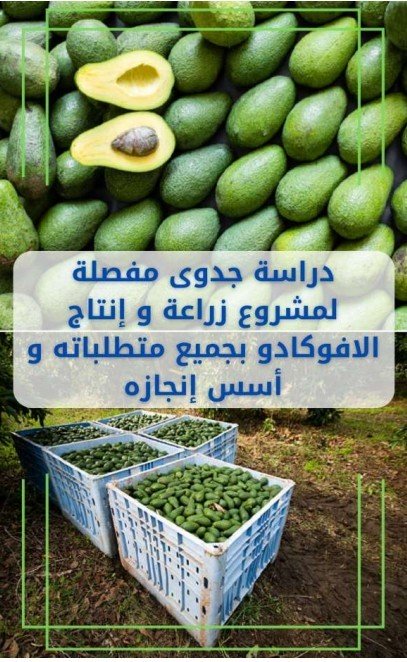 دراسة جدوى زراعة وإنتاج الأفوكادو