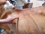 جمعية المنصورية تنفذ حملة تلقيح أبقار وتدعو لاحتواء مرض الجدري