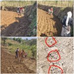 جمعية جبل المحويت تدشن الموسم الزراعي الشتوي للعام 1446هـ