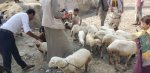 جمعية أفلح اليمن تواصل حملة تحصين الثروة الحيوانية
