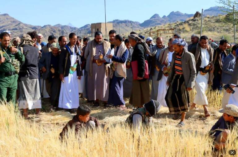 تدشين حصاد عدد من المحاصيل الزراعية بمشتل اليافعية بجحانة