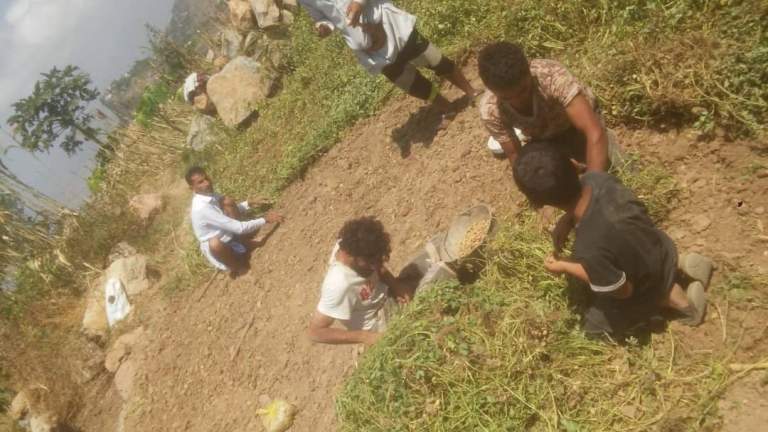 جمعية جبل المحويت تدشن حصاد محصول الفول السوداني