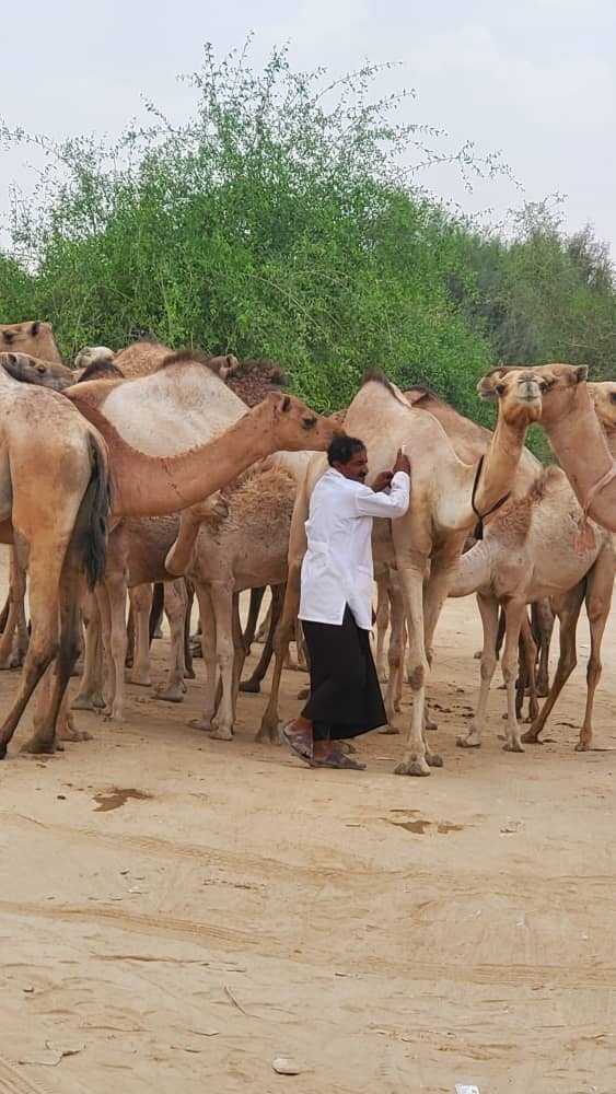 جمعية المتون التعاونية تنفذ حملة بيطرية في المديرية